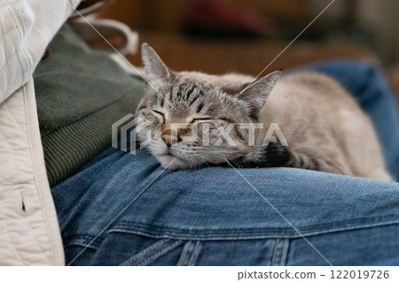 Cute cat relaxing on its owner: Siamese tabby cat 122019726
