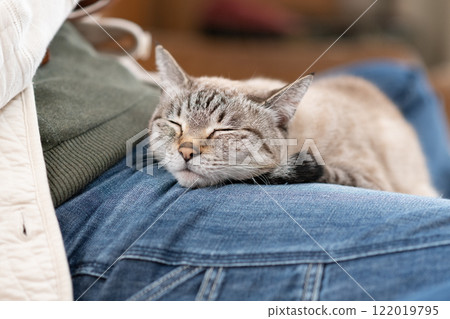 Cute cat relaxing on its owner: Siamese tabby cat 122019795