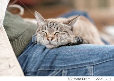 Cute cat relaxing on its owner: Siamese tabby cat 122019797