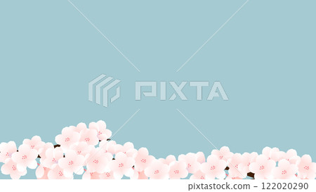 Cherry blossom background illustration. 122020290