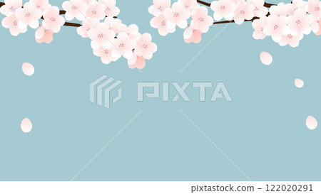 Cherry blossom background illustration. 122020291
