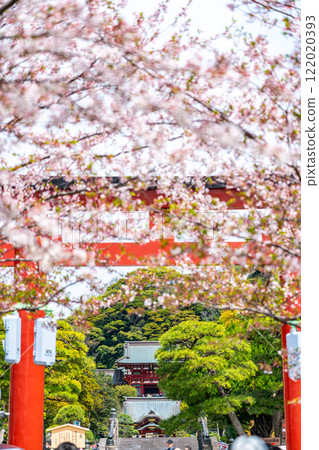 [Kanagawa Prefecture] Beautiful cherry blossoms decorating Kamakura's Dankazura 122020393