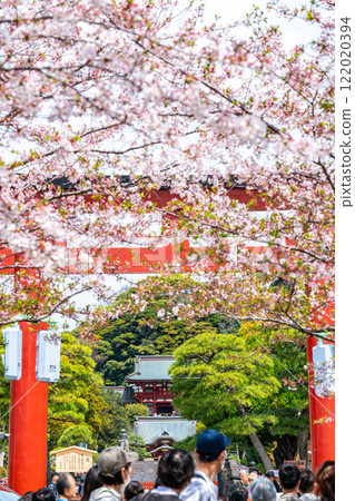 [神奈川縣] 鎌倉美麗的櫻花色Dankatsu 122020394