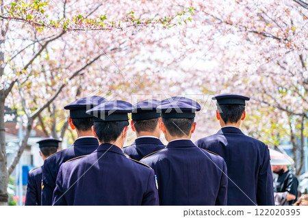 [Kanagawa Prefecture] Back view of a uniformed student walking along the cherry blossom-lined street in Kamakura 122020395