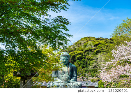 [神奈川縣] 被新綠和櫻花包圍的鎌倉大佛 122020401
