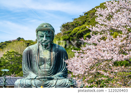 【神奈川縣】美麗的櫻花與鎌倉大佛 122020403