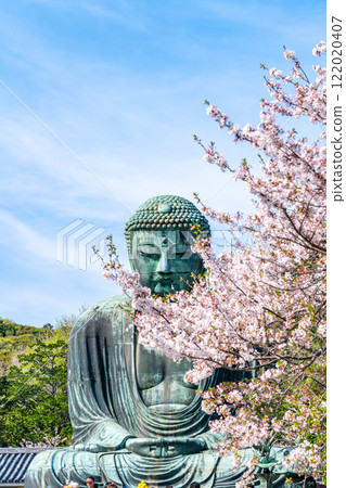 【神奈川縣】美麗的櫻花與鎌倉大佛 122020407