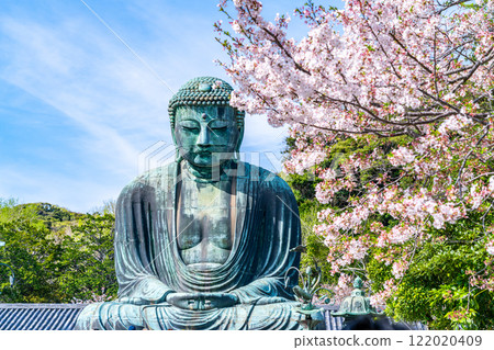 【神奈川縣】美麗的櫻花與鎌倉大佛 【神奈川縣】美麗的櫻花與鎌倉大佛 122020409