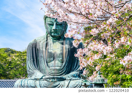 【神奈川縣】美麗的櫻花與鎌倉大佛 【神奈川縣】美麗的櫻花與鎌倉大佛 122020410