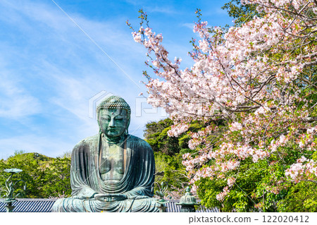 [Kanagawa Prefecture] Beautiful cherry blossoms and the Great Buddha of Kamakura 122020412
