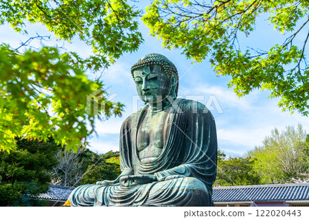 [Kanagawa Prefecture] The Great Buddha of Kamakura surrounded by fresh greenery 122020443