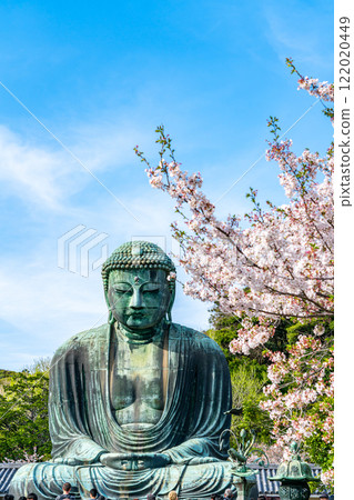 [Kanagawa Prefecture] Beautiful cherry blossoms and the Great Buddha of Kamakura 122020449