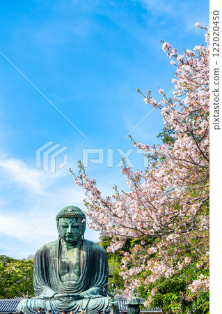 [Kanagawa Prefecture] Beautiful cherry blossoms and the Great Buddha of Kamakura 122020450