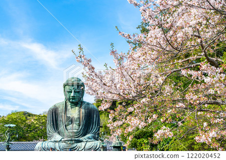 【神奈川縣】美麗的櫻花與鎌倉大佛 【神奈川縣】美麗的櫻花與鎌倉大佛 122020452