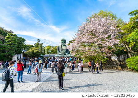 [Kanagawa Prefecture] Beautiful cherry blossoms and the Great Buddha of Kamakura 122020456