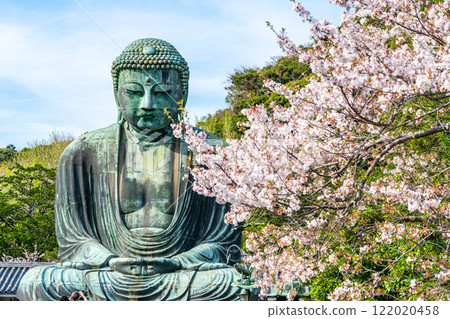 [Kanagawa Prefecture] Beautiful cherry blossoms and the Great Buddha of Kamakura 122020458
