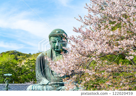 【神奈川縣】美麗的櫻花與鎌倉大佛 【神奈川縣】美麗的櫻花與鎌倉大佛 122020459