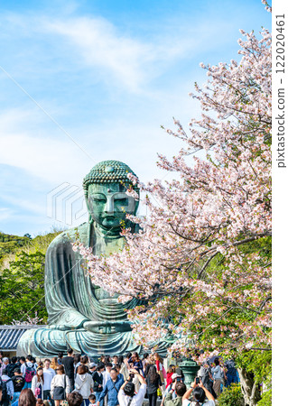 【神奈川縣】美麗的櫻花與鎌倉大佛 122020461