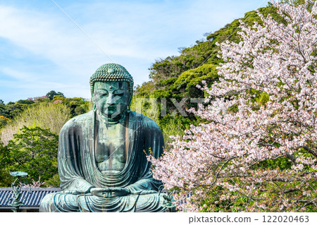 [Kanagawa Prefecture] Beautiful cherry blossoms and the Great Buddha of Kamakura 122020463