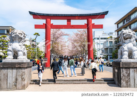 [神奈川縣]鎌倉的美麗櫻花樹為Dankatsu著色 122020472