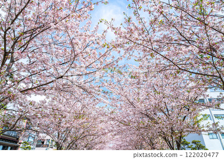 [神奈川縣]鎌倉的美麗櫻花樹為Dankatsu著色 122020477