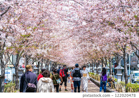 [神奈川縣]鎌倉的美麗櫻花樹為Dankatsu著色 122020478