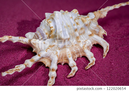 Scorpion Conch Shell on red sand Background 122020654
