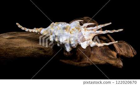 Scorpion Conch Shell on Wood black background 122020670
