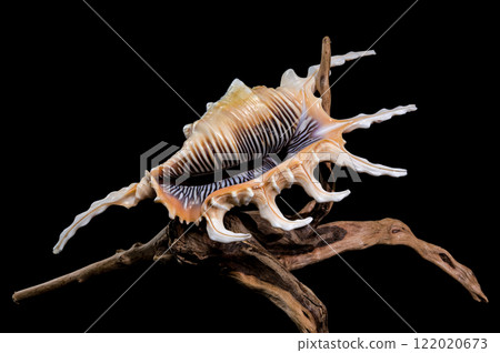 Scorpion Conch Shell on Wood black background 122020673