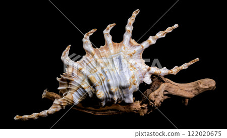 Scorpion Conch Shell on Wood black background 122020675