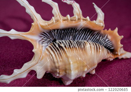 Scorpion Conch Shell on red sand Background Scorpion Conch Shell on red sand Background 122020685