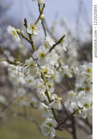 White plum blossoms are in bloom in the plum garden. White plum blossoms are in bloom in the plum garden. 122020895