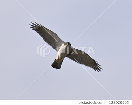 Goshawk flying in the blue sky Goshawk flying in the blue sky 122020905