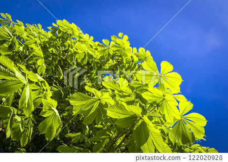 Chestnut tree Chestnut tree 122020928