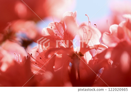 Beautifully blooming red azalea flowers 122020985