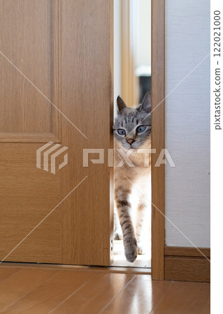 Cute cat passing through a narrow space - Siamese tabby cat 122021000