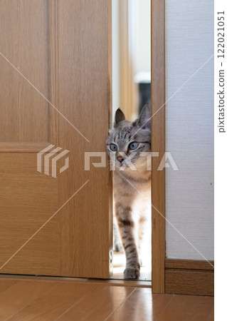 穿過狹窄空間的可愛貓咪－暹羅虎斑貓 122021051