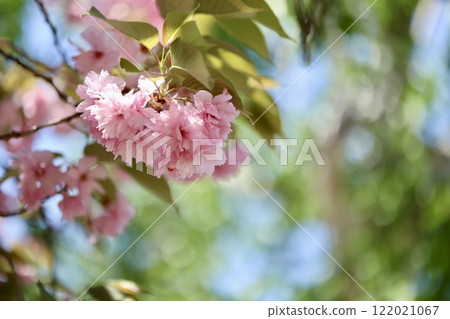 陽光明媚的日子，春天公園雙櫻花 122021067