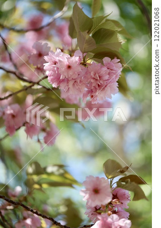 陽光明媚的日子，春天公園雙櫻花 122021068