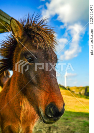 與那國馬 122021475
