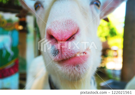 山羊臉部特寫風景 122021561