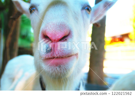 山羊臉部特寫風景 122021562