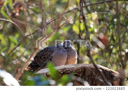 斑鳩 122021685