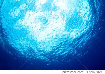 School of Mizzen Fish, Ogasawara 122022021