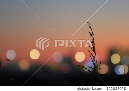 與潘帕斯草的夜景 122022038