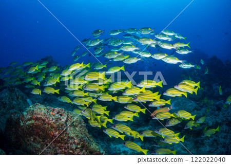 Yosugefedai小笠原群 122022040