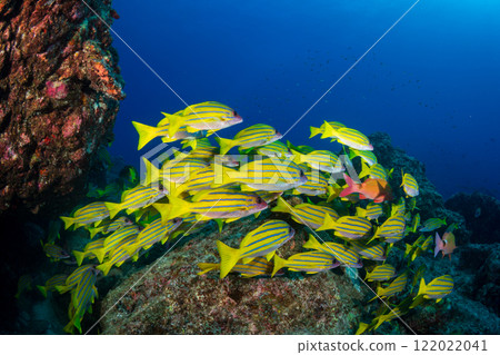 Yosugefedai小笠原群 Yosugefedai小笠原群 122022041