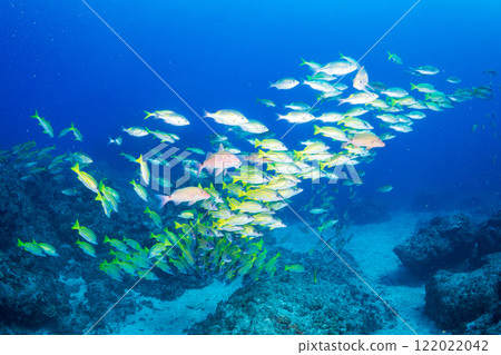 Flock of Yosugefedai Ogasawara 122022042