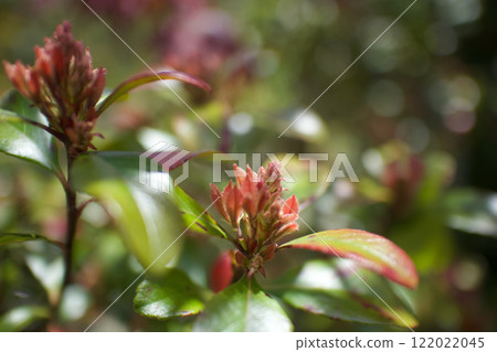 公主輪梅花蕾2024年4月19日，花語是“愛的告白”、“純真”、“微風的安慰” 122022045