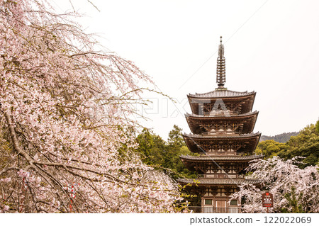 Five-story pagoda surrounded by cherry blossoms in full bloom Daigoji Temple in full bloom Kyoto's famous cherry blossom spots Kyoto tourist attractions 122022069